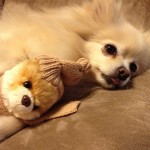 Pomeranians and seizures