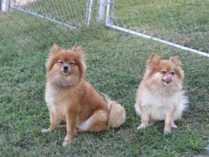 Throwback Pomeranians