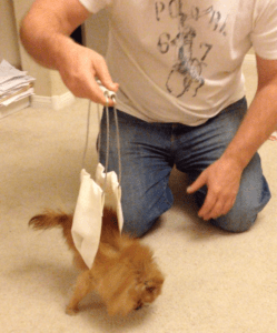 DIY Pomeranian Harness