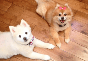 duke and duchess