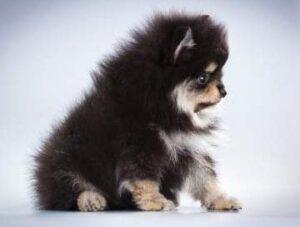 Keeping Pomeranians Fur Healthy