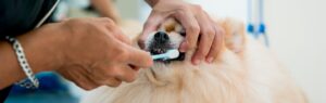 Pomeranian Dental Care