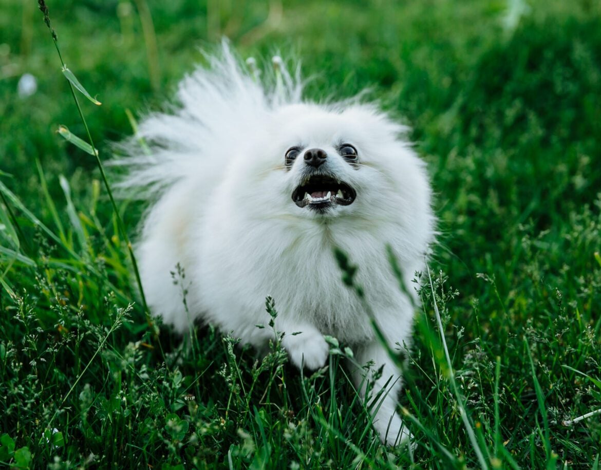 stop your Pomeranian barking