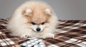 Pomeranian pills