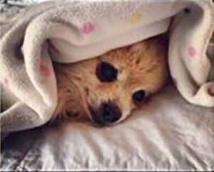 Pomeranian with an Upset Tummy