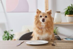 how to feed a raw diet to your pomeranian