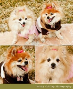 Pommy Mommy