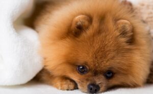 Pomeranian constipation