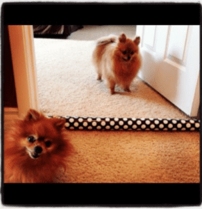 playtime rescue Pomeranian style