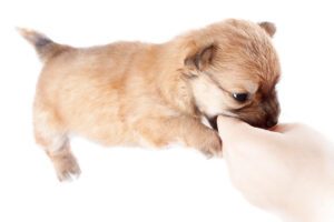 Pomeranian Puppy Biting