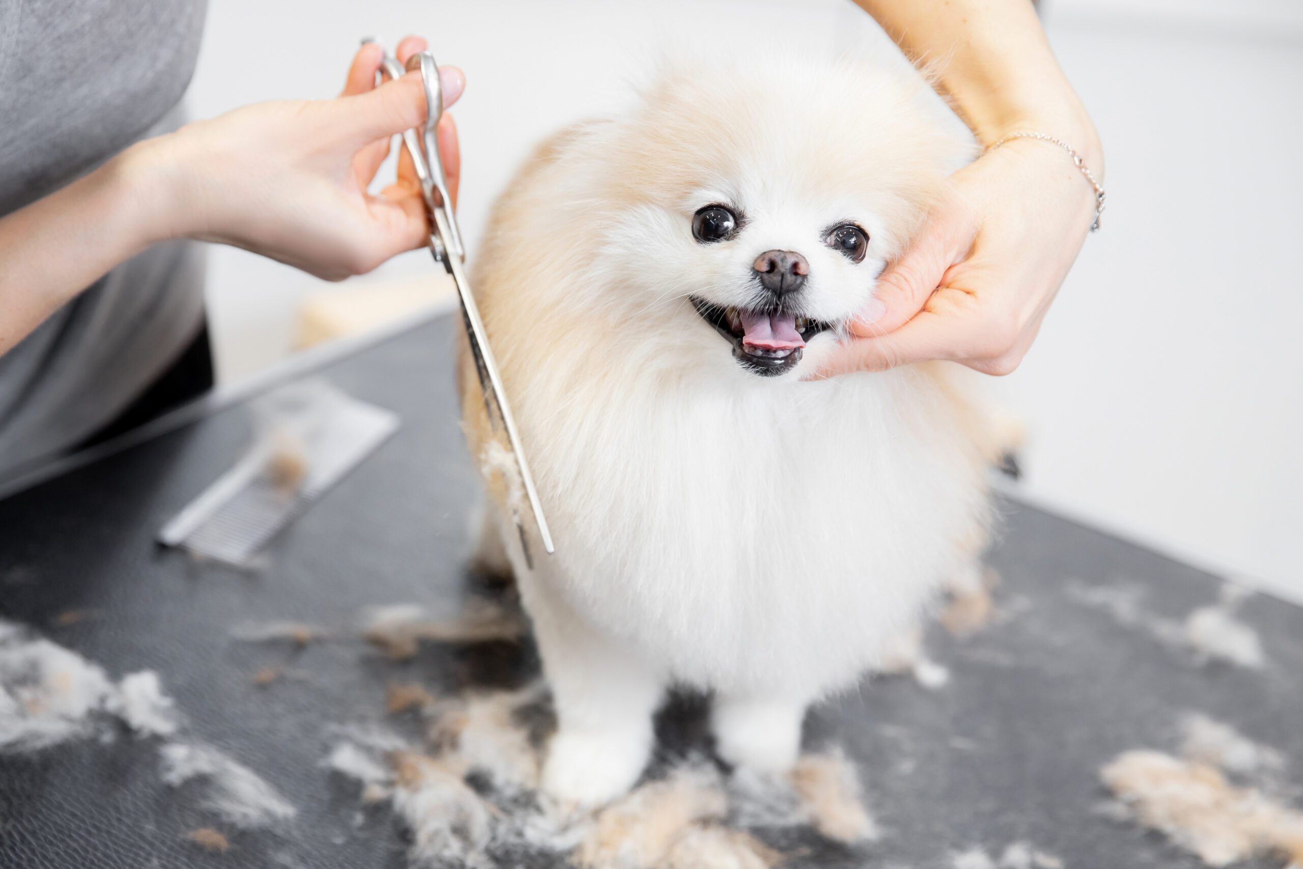 Pomeranian Grooming Keeping Your Pom Fluffy and Healthy