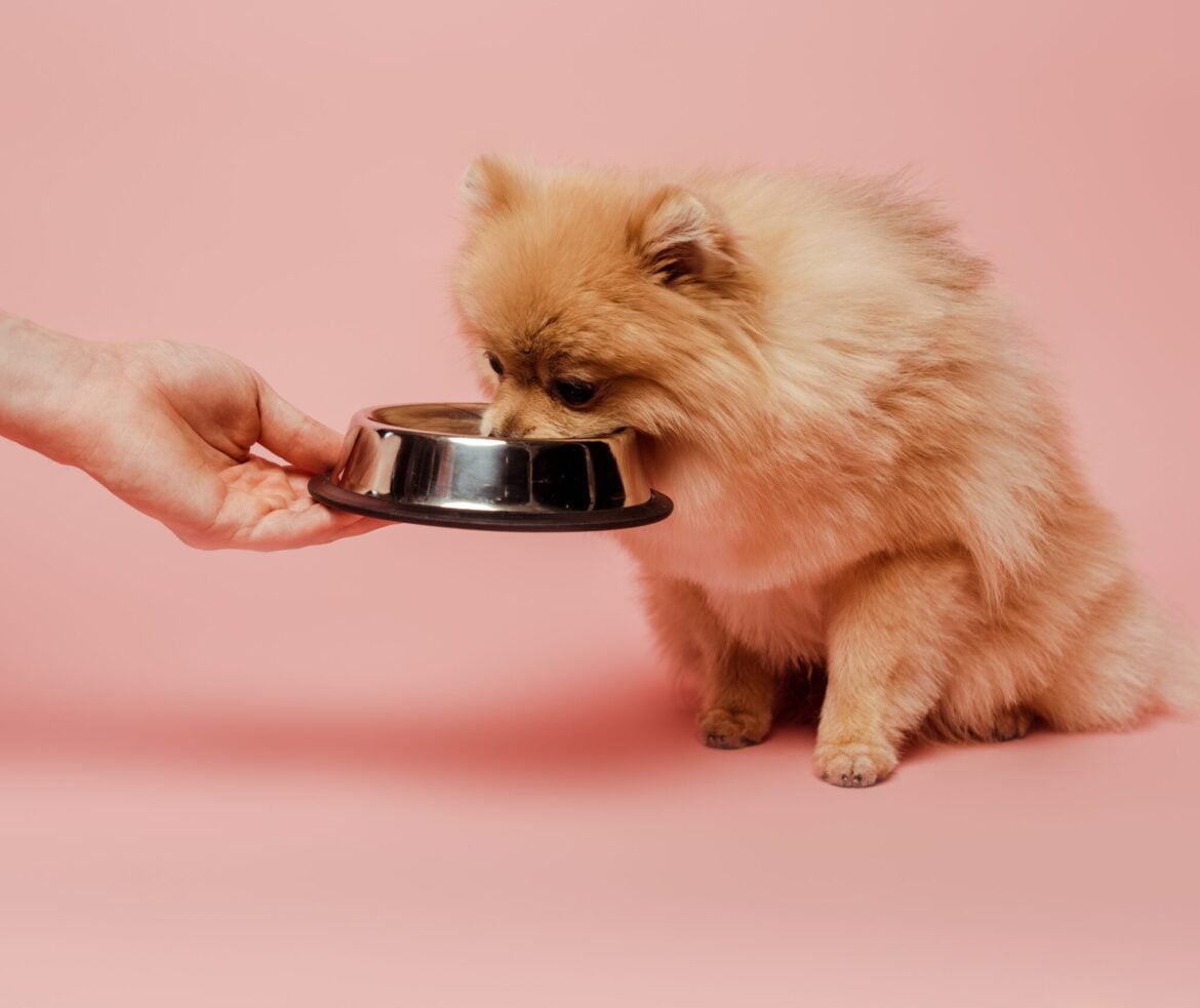 Pomeranian Diet