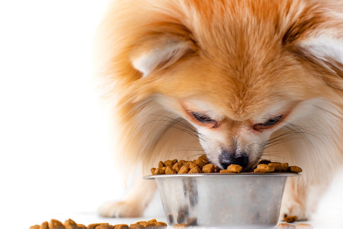 transitioning Pomeranians from Kibble to Wet or Raw Food
