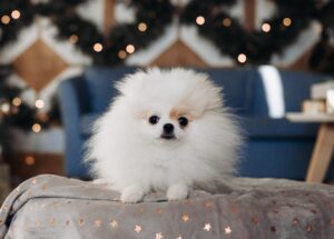 Tea Cup Pomeranian