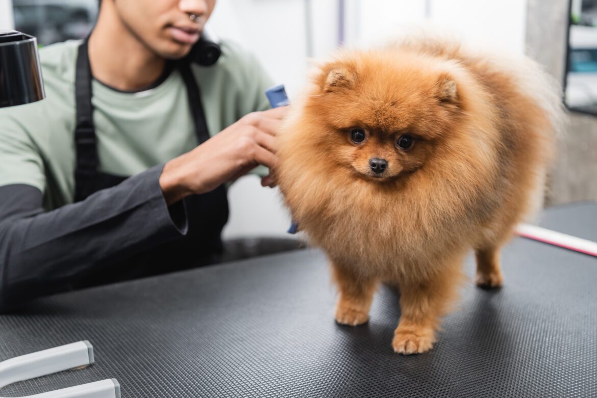 Pomeranians anal glands