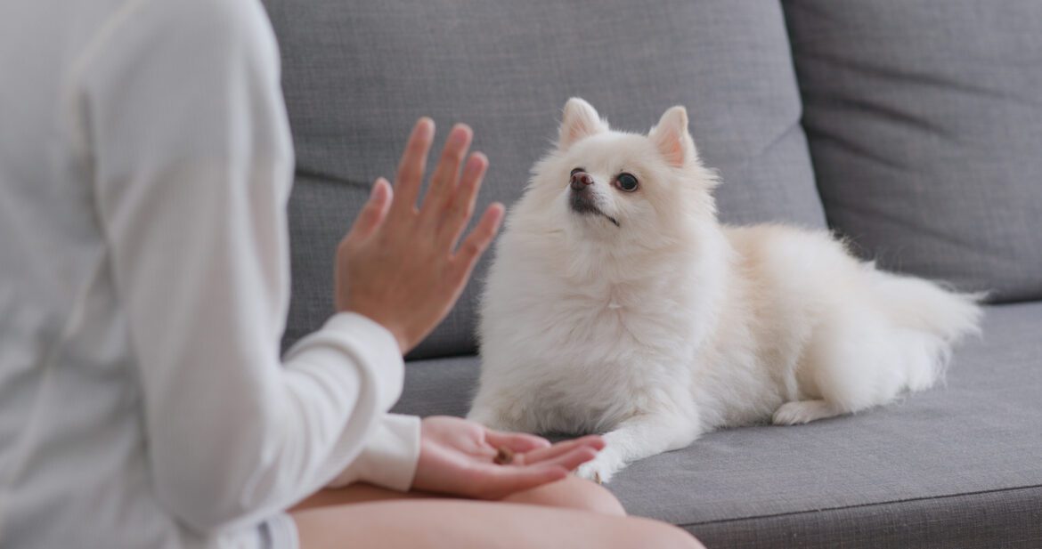 Training your Pomeranian