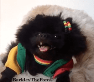 Barkley the Pom