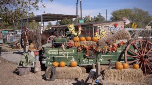 Pomeranian Pumpkin Patch