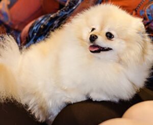 stop Pomeranian shedding