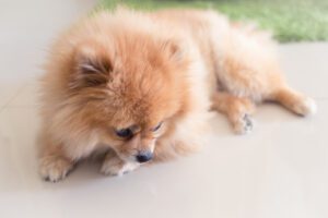Allergies in Pomeranians