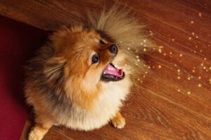 Pomeranians breath smell bad