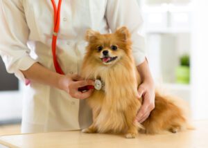 Congestive Heart Failure in Pomeranians