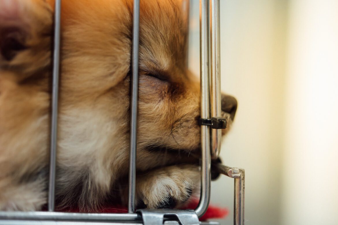 Pomeranian rescue stories
