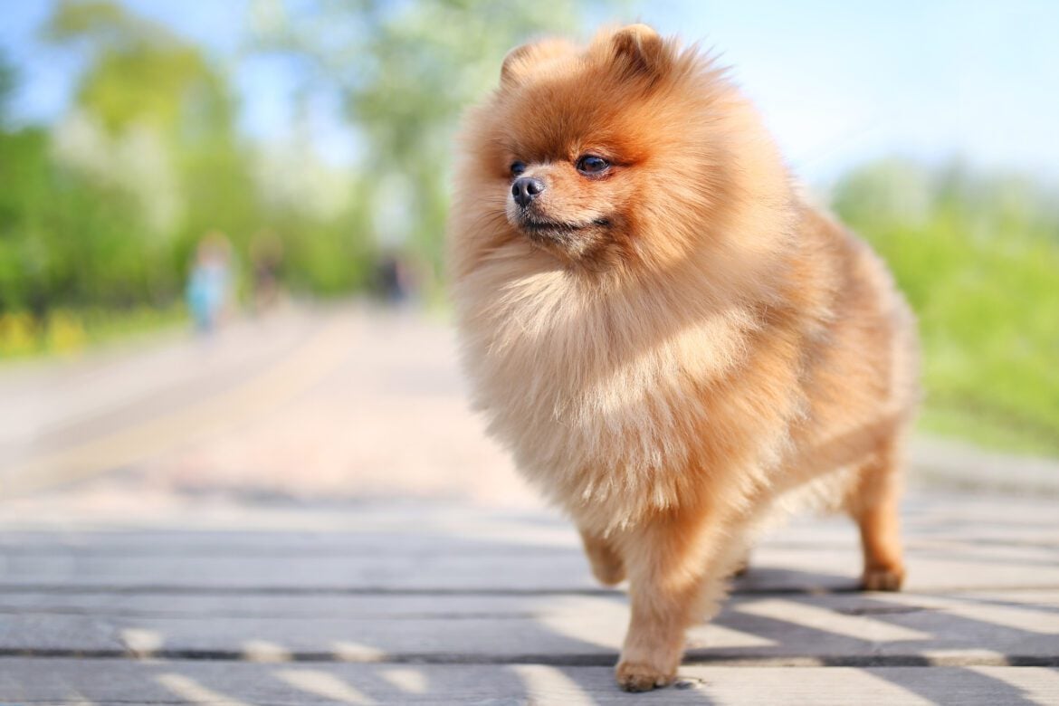 10 Cool Facts about Pomeranians