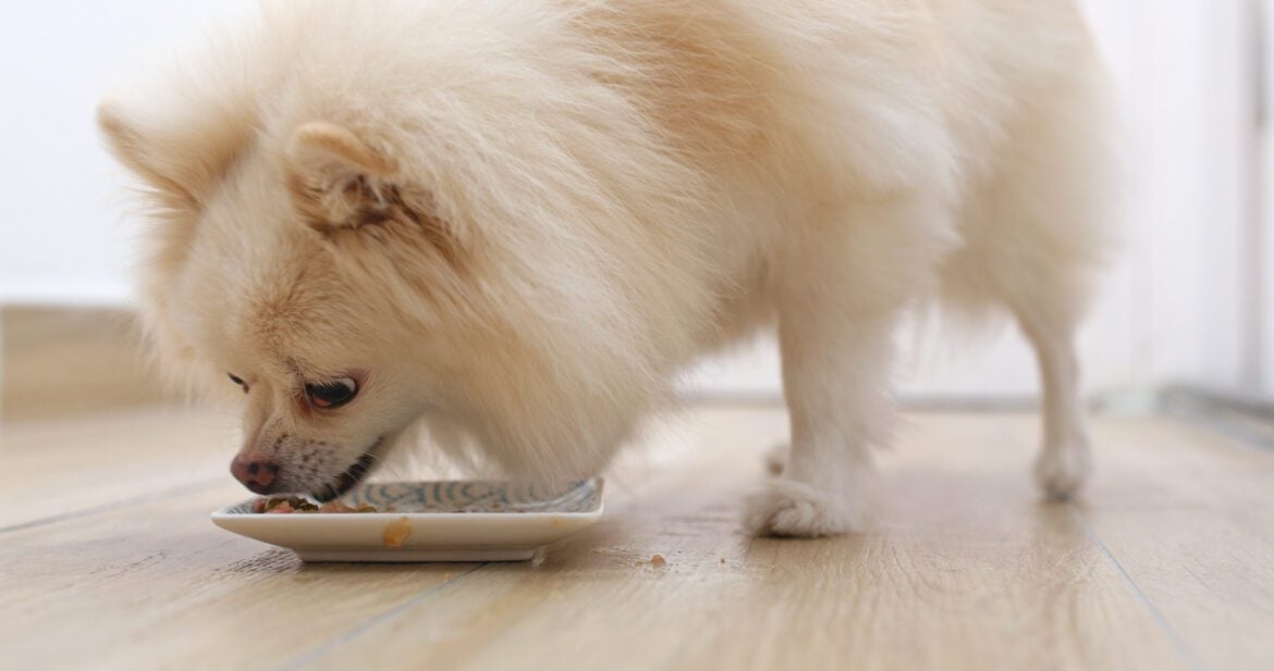 Pomeranian Nutrition