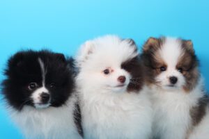 Pomeranian puppy's coat color