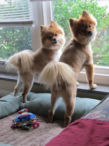 How To Plan for Your New Pomeranian