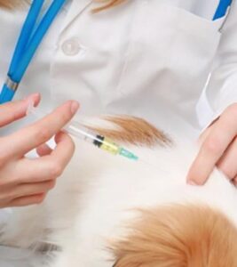 Bordetella vaccines
