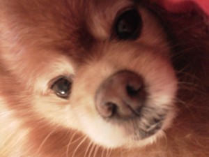 Pomeranians with Diabetes