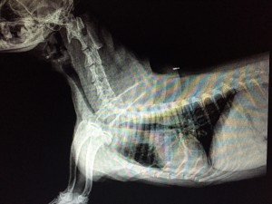 Collapsed-Trachea-in Pomeranians