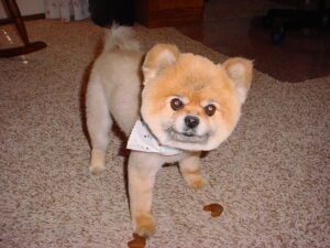 Punkin the Pomeranian