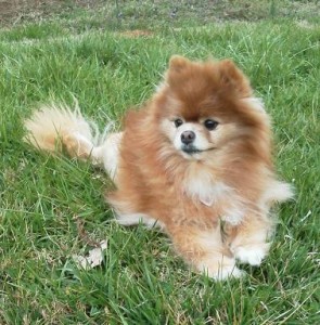 Pomeranians with diabetes