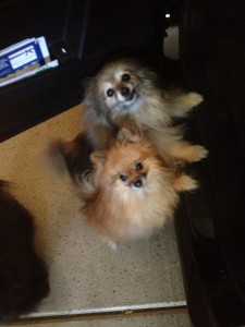 Sneaking Pomeranians into Forbidden Places