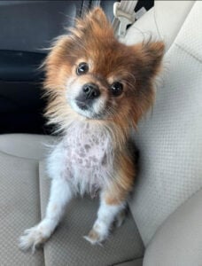 Pomeranian skin issues
