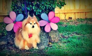 Penny the Pommy