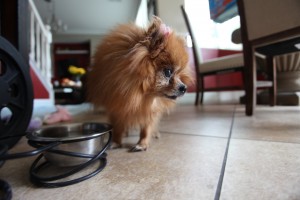 How much water should your Pomeranians drink