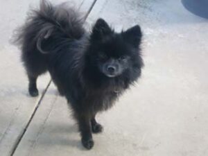 Barry the Blak Pomeranian