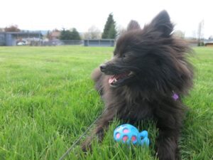 Barry the Black Pomeranian