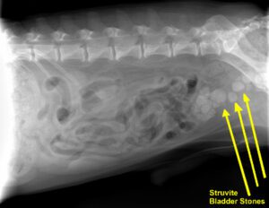 Urethral Stones in Pomeranians