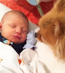 pomeranian bonding
