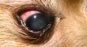 eye issues in pomeranians