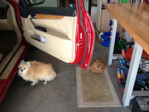 Pomeranian escape