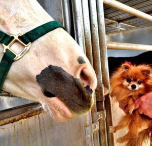 Pomeranian Pumpkin Patch