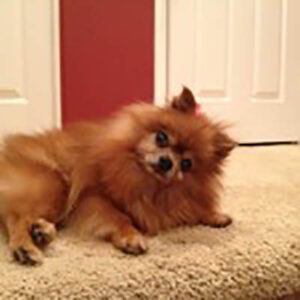 Pomeranian going deaf