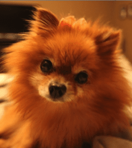 Little Sophia