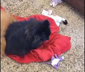 Pomeranian reverse sneezes